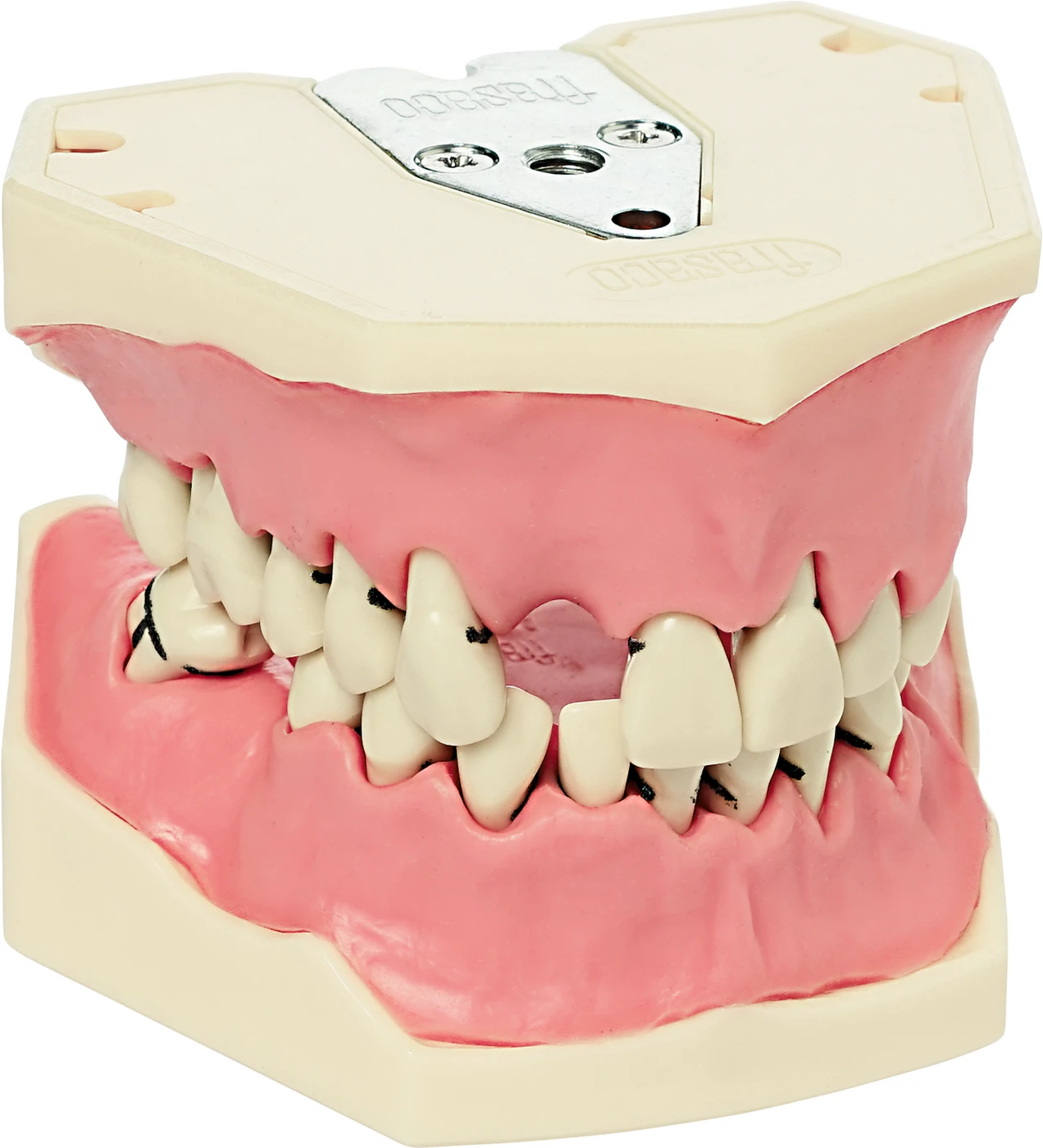 Arbeitsmodell A-PB Stück OK/UK inklusive Zähne, 1 Zahnfleischauflage