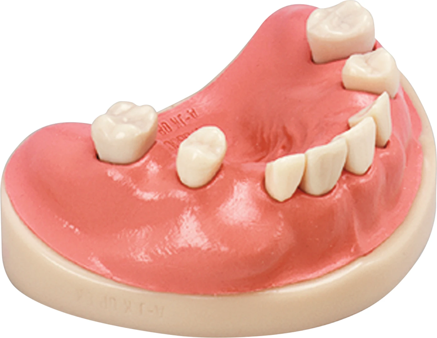 Chirurgie-Trainingsmodell Stück OK