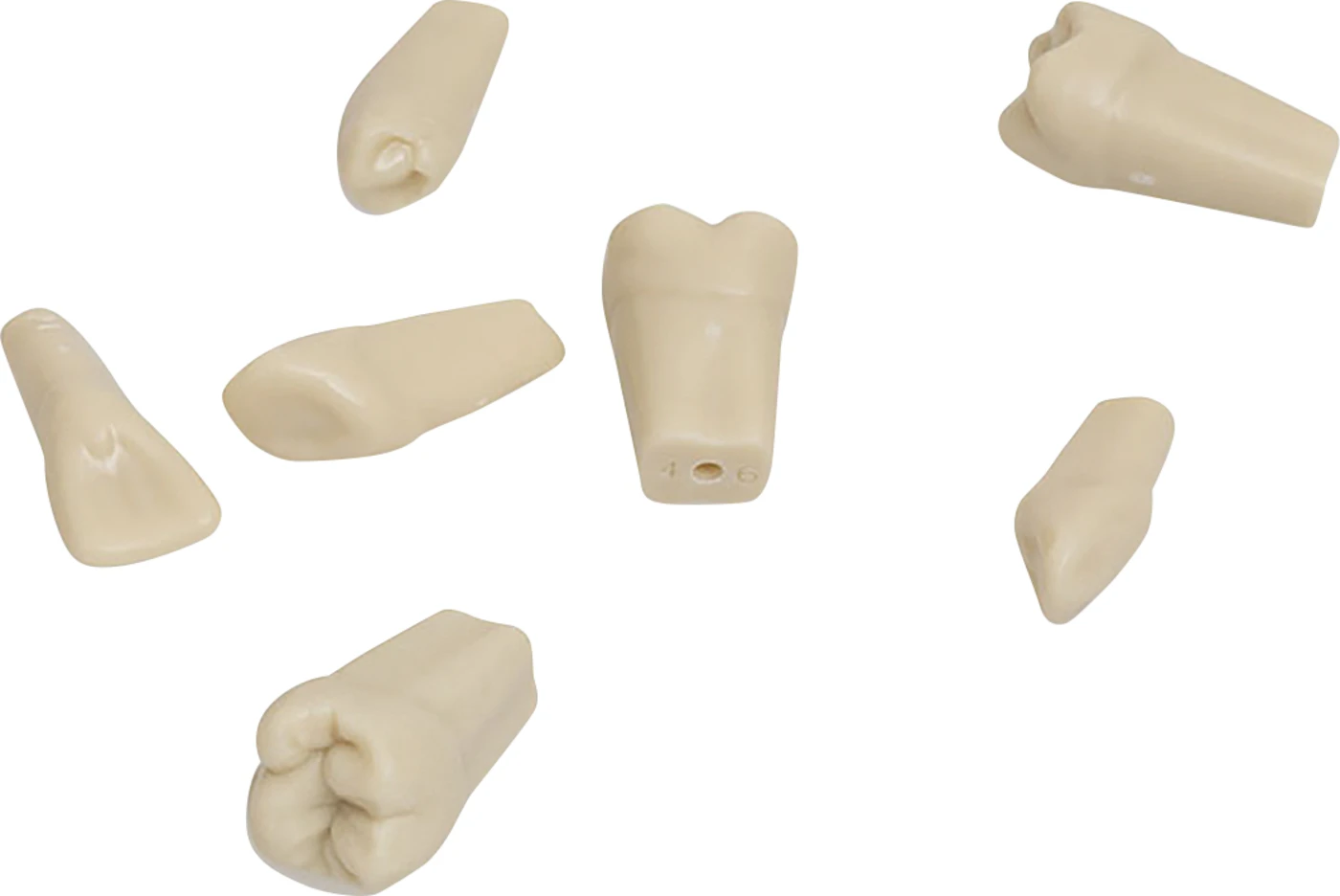 Modellzähne ANA-ZE Packung 10 Stück Nr. 26