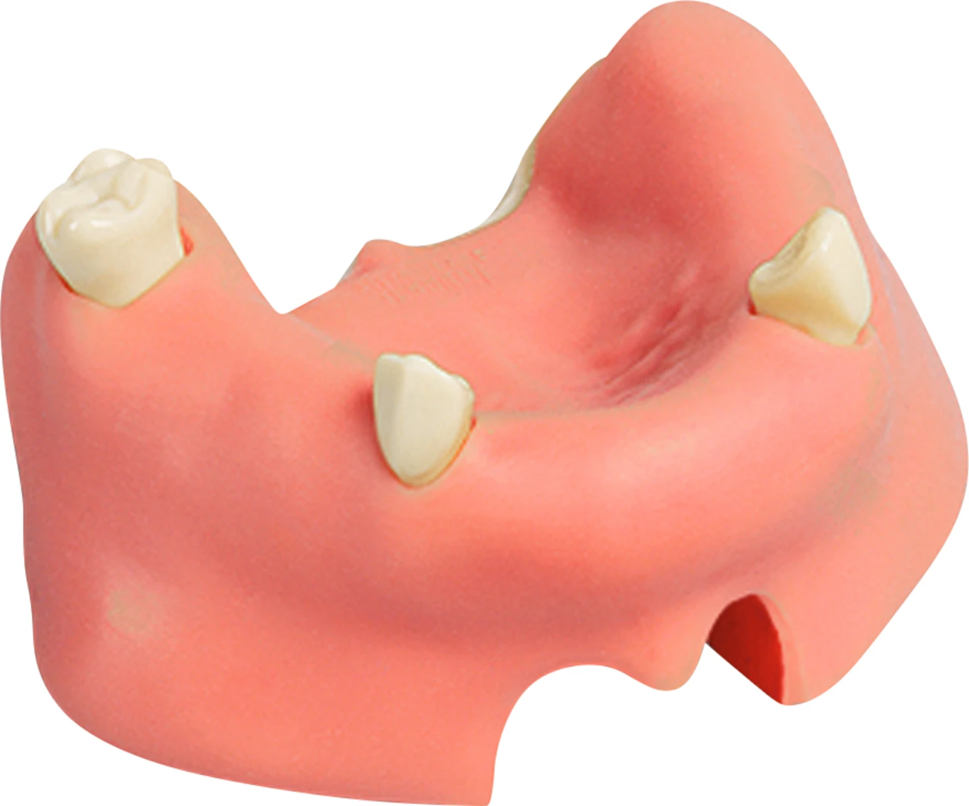 Implantologie-Übungsmodell Stück OK mit Sinusschleimhaut