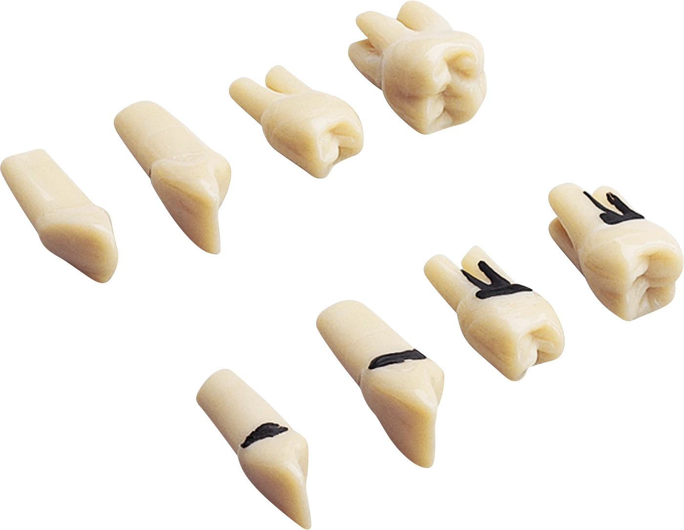 Modellzähne A-PB Z Packung 26 Stück (Standard und 1-, 2- & 3 wurzelige Sonderzähne) mit Schrauben