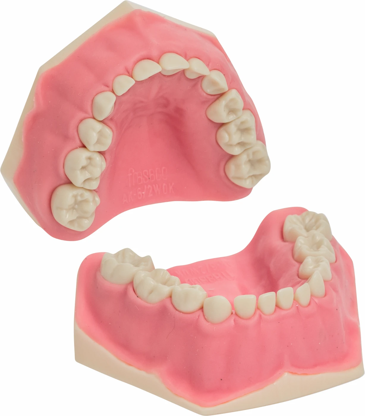 Kinderzahnmodell AK-6/2 Stück OK/UK inklusive 20 Milchzähnen, 4 Molaren