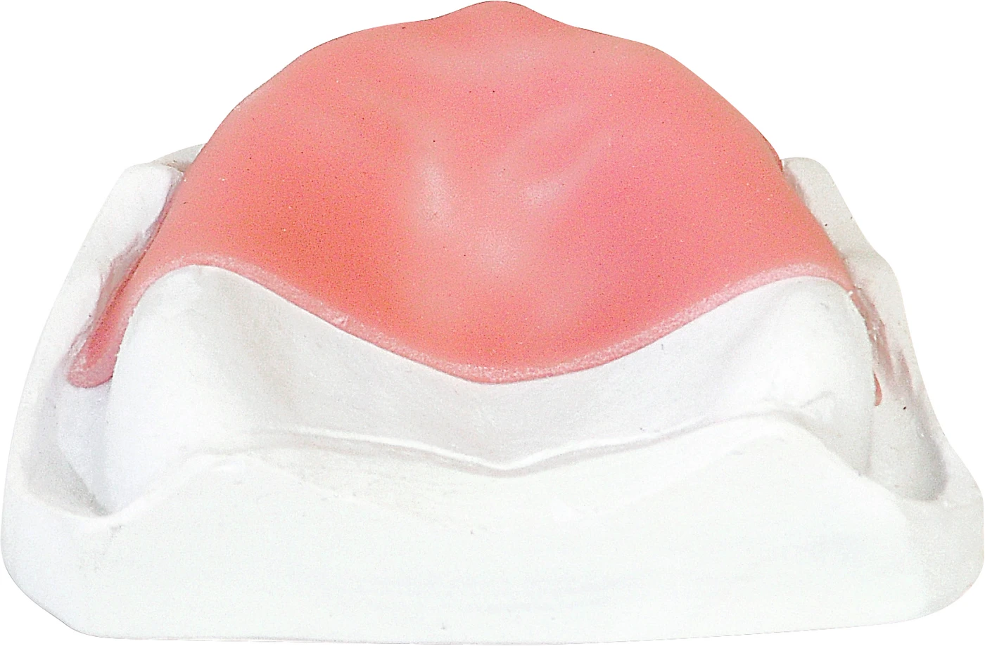 dentona® base LC Packung 50 Stück rosa, 1,4 mm