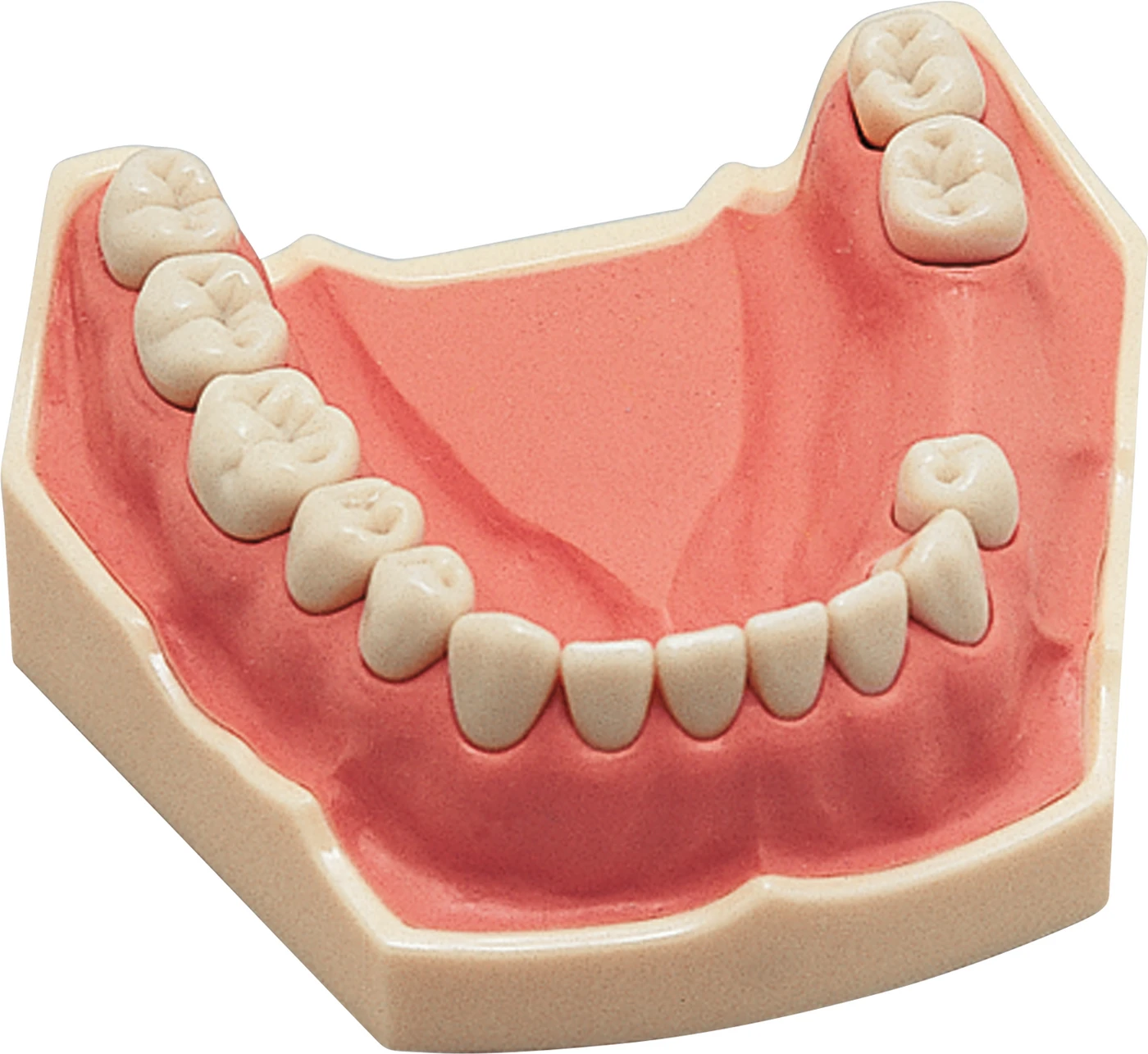 Arbeitsmodell AG-3 Stück UK teilbezahnt (8-7-5-4-3-2-1 | 1-2-3-4-5-7-8)