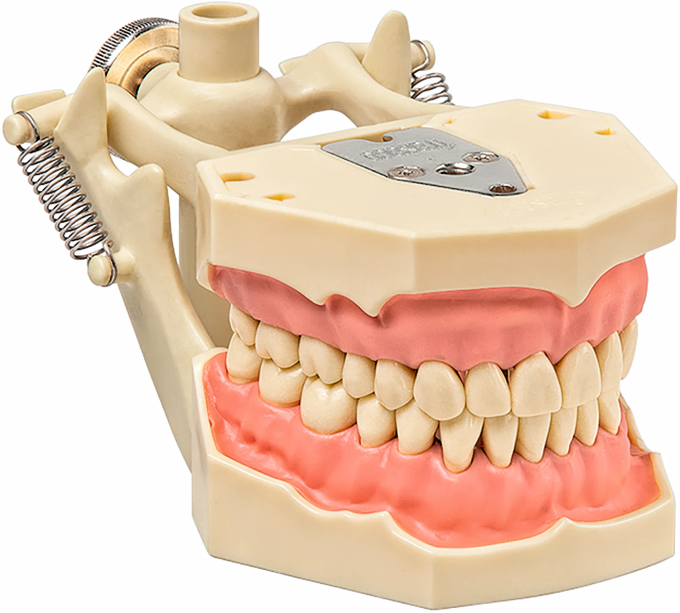 Demonstrationsmodell AG-3 DA Stück OK/UK inklusive 32 Zähne, Demo-Artikulator
