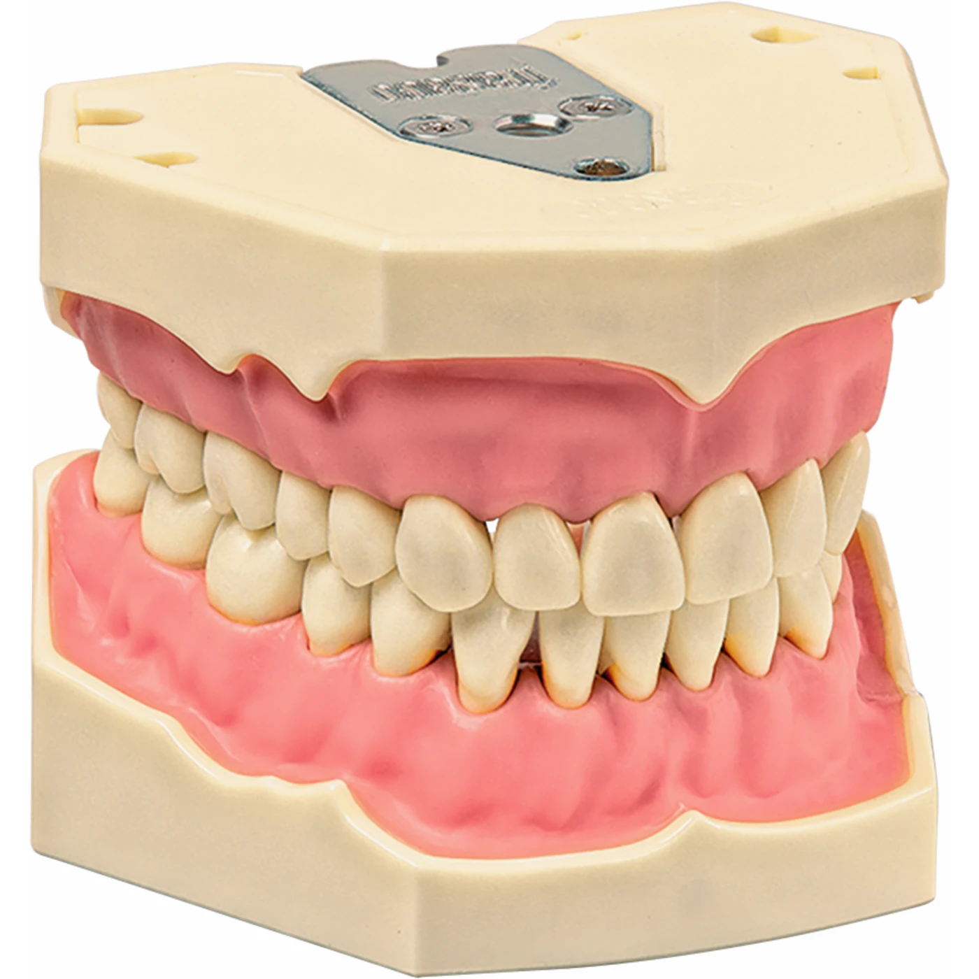 Arbeitsmodell AG-3 Stück OK/UK inklusive 32 Zähne