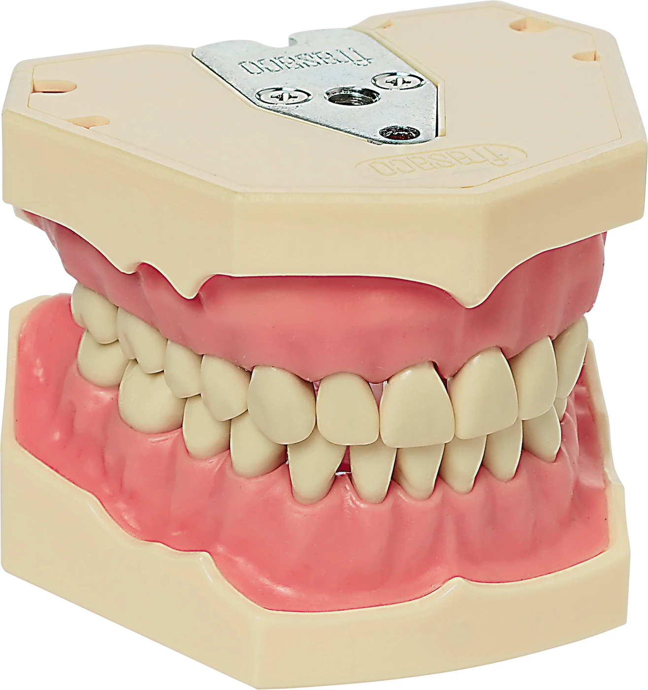 Arbeitsmodell AG-3 Stück OK/UK inklusive 28 Zähne